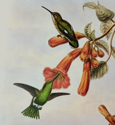 #ad John Gould Venezuelan Emerald Hummingbirds Vintage Art Print Book Plate 58