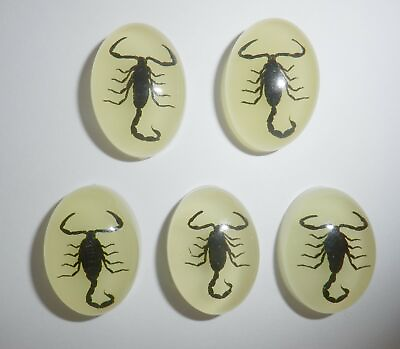 #ad Insect Cabochon Black Scorpion Oval 18x25 mm glow in the dark 100 pieces Lot