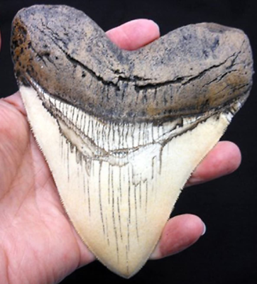 #ad 5.5 Inch Megalodon Carcharodon Megalodon Tooth Ivory Color with Serrations Re