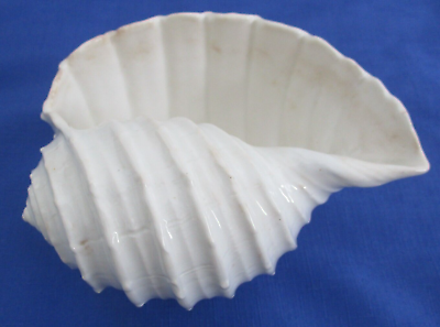 #ad Unique Vintage White Ceramic Conch Shell Planter Vase w Base 1930#x27;s Cortland