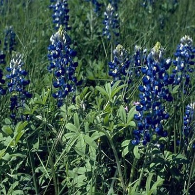#ad Texas Bluebonnet Lupinnis 100 Seeds BOGO 50% off SALE