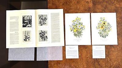 #ad ANNE O DOWDEN 1971 SIGNED SET 2 YELLOW BOUQUETS DAISY ART PRINTS 14x11 COMPLETE