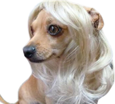 #ad Funny Dog Cat Pet Cosplay Wig Long Blonde Wavy Wigs for Halloween Christmas