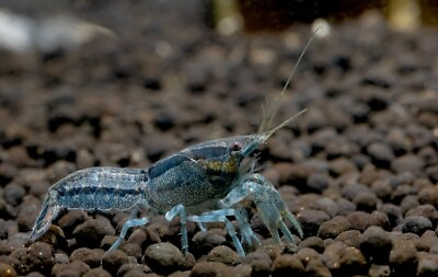 #ad 5 2 extra HIGHGRADE Brazos Blue Dwarf Crayfish Young Juvi Custom Blue Breed