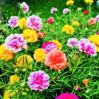 #ad MOSS ROSE DOUBLE FLOWER MIX SEEDS OPEN POLLINATED HEIRLOOM SEEDS FRESH HARVEST $1.99