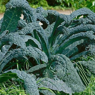 #ad 250 Black Tuscan Kale Seeds Dinosaur Kale Lacinato kale fast shipping.