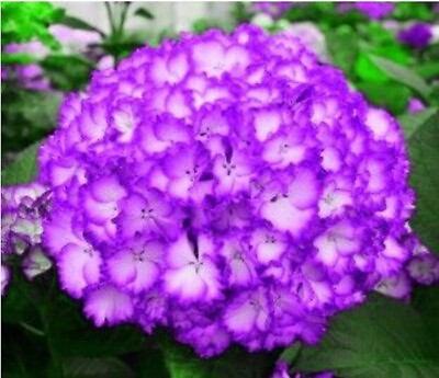 #ad 20 SEEDS for Violet Purple HYDRANGEA RARE flower exotic bush plant USA Seller 7B