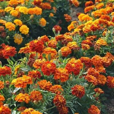 #ad French Marigold Mix LANDSCAPER#x27;S PACK BULK Assorted Heirloom Non GMO 1000 Seeds