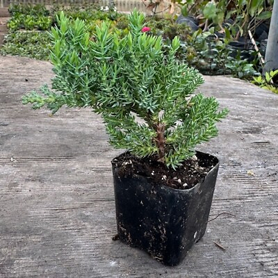 #ad Juniper Bonsai Trees For Sale Live Plant Pack of 2 Pre Bonsai Shape