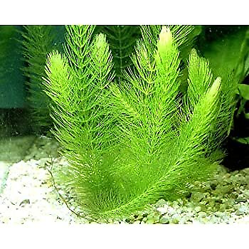 #ad BUY 2 GET 1 FREE Hornwort Coontail Bunch 2 3 Stems Live Aquarium Plants