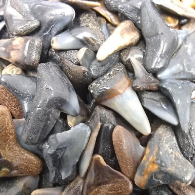 #ad 30 Fossilized Shark Teeth 15 River 15 Beach* 1 Shark Tooth Necklace Bonus
