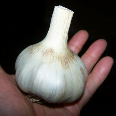 #ad 100 German Giant Garlic Seeds Bulb Seed Organic Natural Home Vegetable Garden