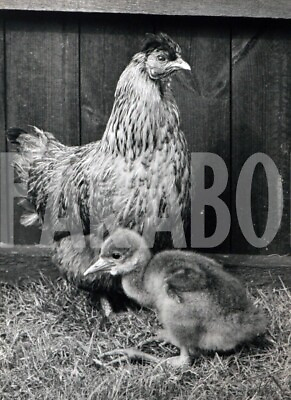 #ad Vintage Press Photo UK Hen With Chick Years 70 print
