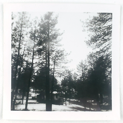 #ad Idyllwild Pacific Crest Trail Photo 1950s California Mountain Resort Trees A1966