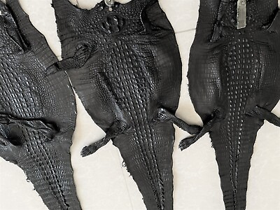 #ad Real Crocodile Blue Leather Hide Skin Pelt Exotic Taxidermy Handmade
