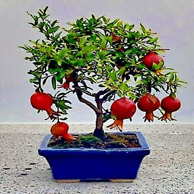 #ad 20 DWARF Pomegranate Tree Seeds Punica granatum Nana Garden Fruit House Plant