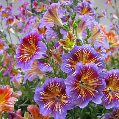 #ad Chilean Morning Glory Seeds 200pcs Mixed Color Seeds for Stunning Flowers