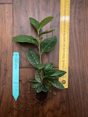 #ad Camellia sinensis 1 TC Plant Plug Tree 2 6 inches Tea Leaf
