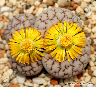 #ad RARE LITHOPS GRACILIDELINEATA living stones exotic ice plant rare seed 50 SEEDS