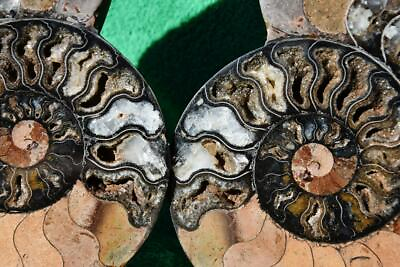 #ad PAIR Ammonite Great Color Crystal Cavities XL 201mm 110myo FOSSIL 7.9quot; a3554rr