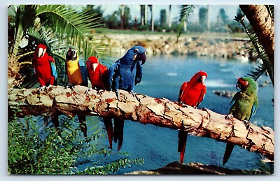 #ad Postcard Parrots at Busch Gardens in Tampa Florida at Anheuser Busch Brewery $5.75