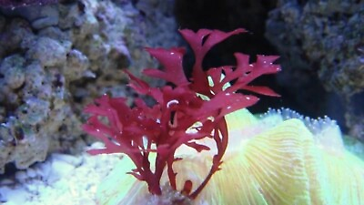 #ad Live Frag Gracilaria Hayi Macro Algae Plant Refugium Coral Reef Saltwater