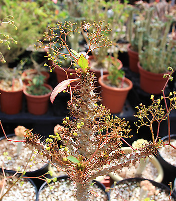 #ad Euphorbia sp NOVA aff PERRIERI exotic madagascar rare bonsai cacti seed 10 seeds