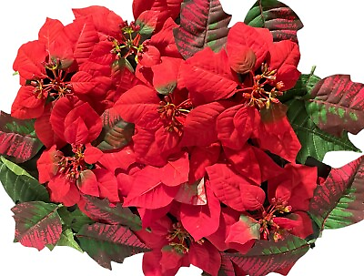 #ad Poinsettia Flowers Leaves Christmas Flowers Holiday Flowers Red Flowers Blooms