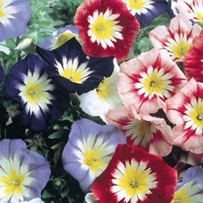 #ad Morning Glory Ensign Mixed Colors 50 Seeds BOGO 50% off SALE