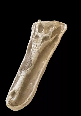 #ad A Fascinating Prehistoric Relic Fossil crocodile skull Argochampsa krebsi Fossil