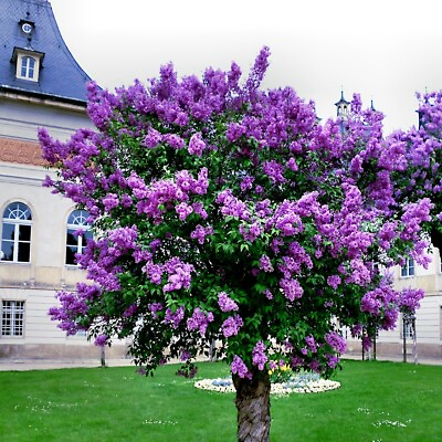 #ad 20 Common Lilac Purple Flower Tree Seeds Fragrant Hardy Perennial Garden Plant