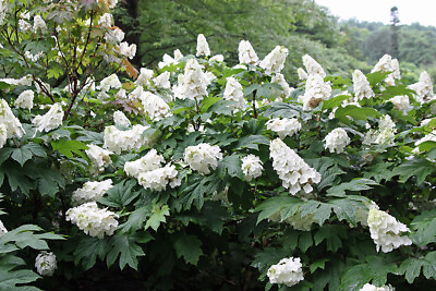#ad Snow Queen Oakleaf Hydrangea 4quot; pot White Blooms