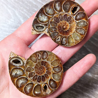 #ad 2pc Half Cut Natural Ammonite Shell Fossil Specimen Madagascar Collection Gem