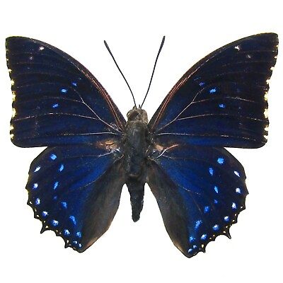 #ad Charaxes numenes ONE REAL BUTTERFLY BLUE AFRICA UNMOUNTED WINGS CLOSED