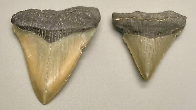 #ad 2 colorful sharply serrated Fossil MEGALODON Shark Teeth Florida
