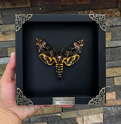#ad Real Insect Framed Death Head Moth Skull Acherontia Butterfly Oddities Taxidermy