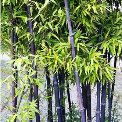 #ad 50Black Bamboo seeds Bamboo Bonsai Garden Home Decoration Cold Resistance USA