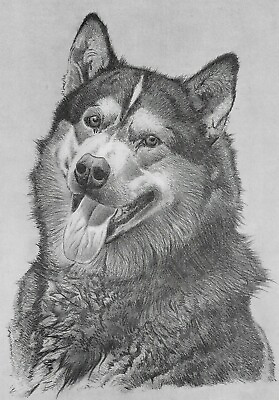 #ad Siberian Husky CUSTOM MATTED 1976 Vintage Dog Art Print Cozzaglio