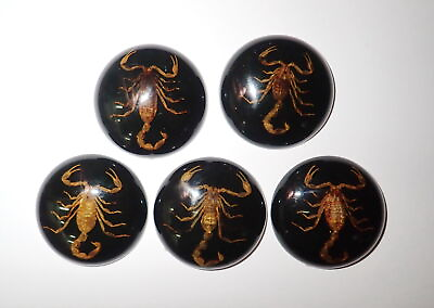 #ad Insect Cabochon Golden Scorpion Round 38 mm on black bottom 5 pieces Lot