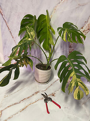 #ad Monstera Aurea CuttingsRooted Plants DISCOUNTED