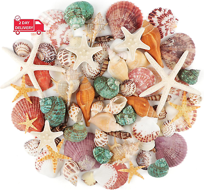 #ad Sea Shells Mixed Ocean Seashells 1.2quot; 3.5quot; Various Sizes Beach Seashells and Na
