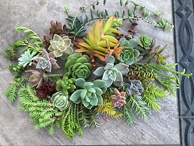 #ad 30 assorted succulent cuttings.free Shipping