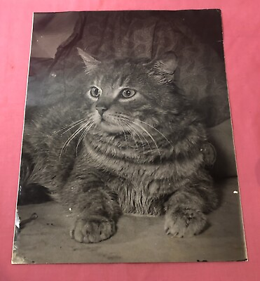 #ad Vintage Photo Adorable Cute Fat Cat Lounging 16x20 Art Photography Contest