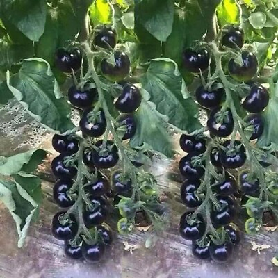 #ad 10 EUROPEAN BLACK CHERRY TOMATO SEEDS SWEET HEIRLOOM NON GMO RARE FRESH