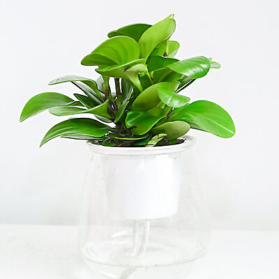 #ad Flowerpot Self Watering Practical Plastic Transparent Plant Pot for Home lq