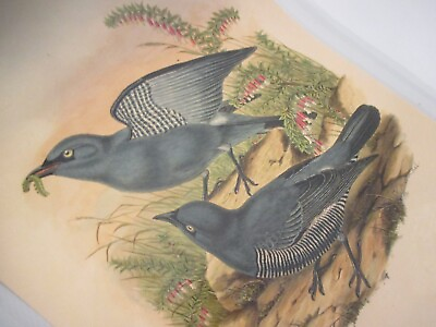 #ad Antique Hand Colored Print W. Hart Bird graucalus axillaris