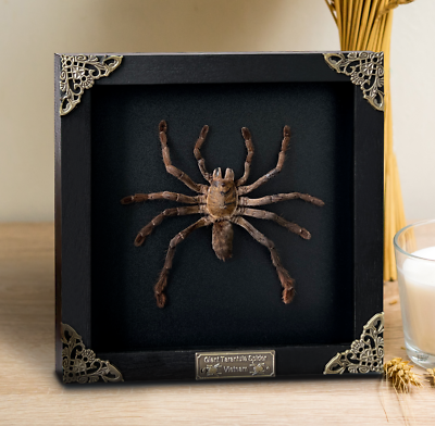 #ad Black Spider Tarantula Frame Gothic Decor Insect Display Case Taxidermy