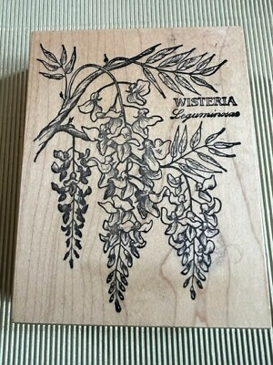 #ad PSX K 648 Botanical WISTERIA Leguminosae RUBBER STAMP Wood Mounted Floral Flower