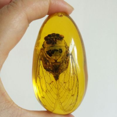 #ad Beautiful Amber Cicada Fossil Insects Manual Polishing