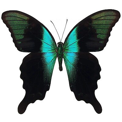 #ad Papilio adamantius ONE REAL BUTTERFLY GREEN WINGS CLOSED INDONESIA